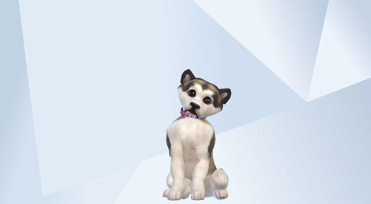 the sims 4 cats and dogs forums
