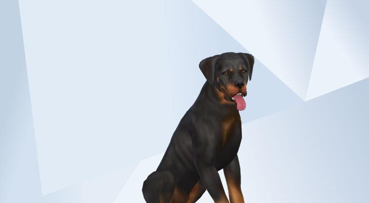 Duke undefined