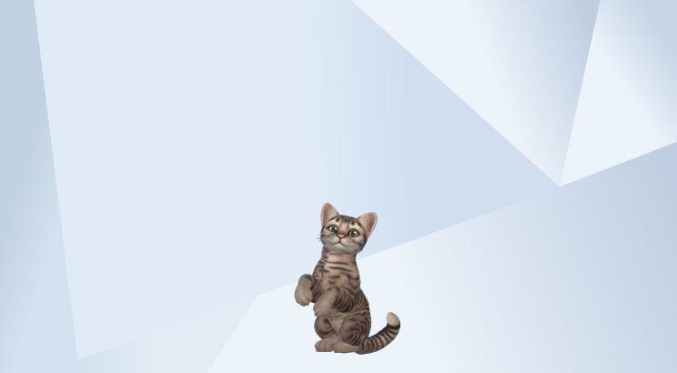 ♡ Cute Girl ; Woman Sim image 3