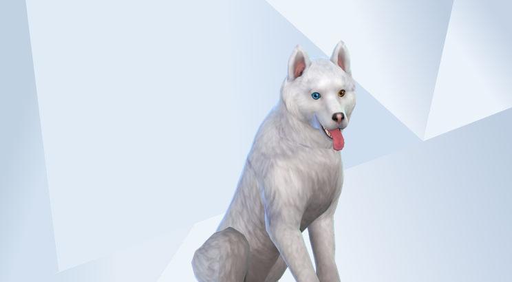Echo Bonzo