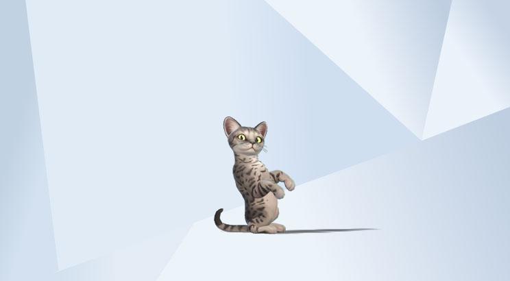 cats for adoption by jacklm1209